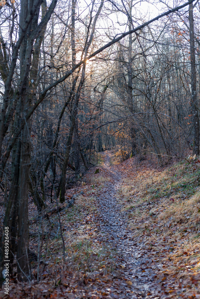 Early morning in the wood, frozen ground and fall colors Early morning in the wood, frozen ground and fall colors