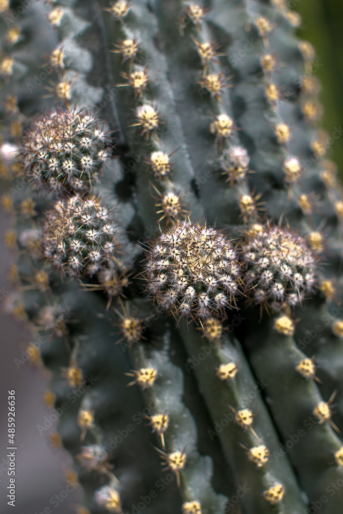 The stem of the Echinopsis cactus is photographed in close-up The stem of the Echinopsis cactus is photographed in close-up