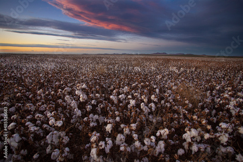 sunset in cotton field in chihuahua, mexico