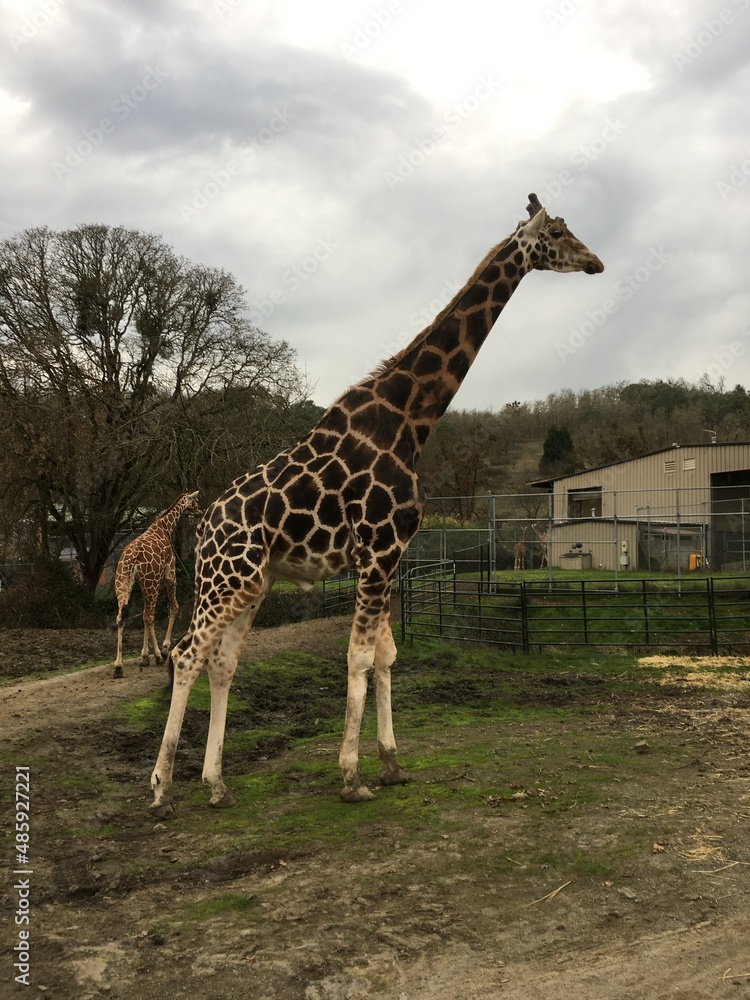 Obraz premium Giraffe Wildlife Safari Winston OR