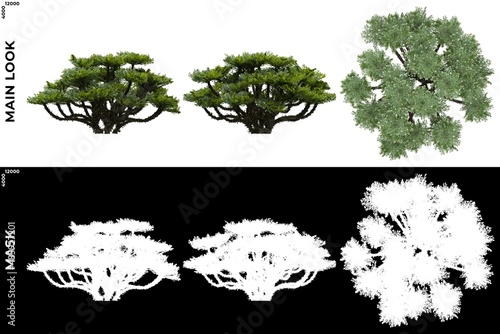 3D Rendering of Front, Left and Top views of Tree (Selaginella Tamariscina) with alpha mask to cutout and PNG editing. Forest and Nature Compositing.