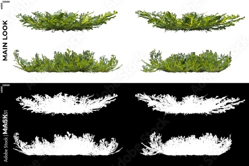 3D Rendering of  Front, Left and Top views of Tree (Selaginella Tamariscina) with alpha mask to cutout and PNG editing. Forest and Nature Compositing. © Govinda