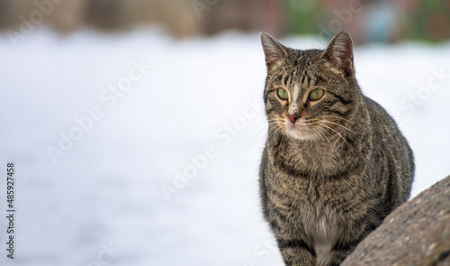 close-up stray cat with snow scene in background in winter