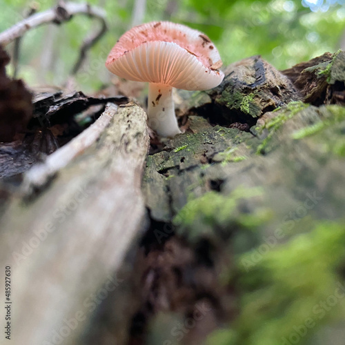 mushroom in the forest