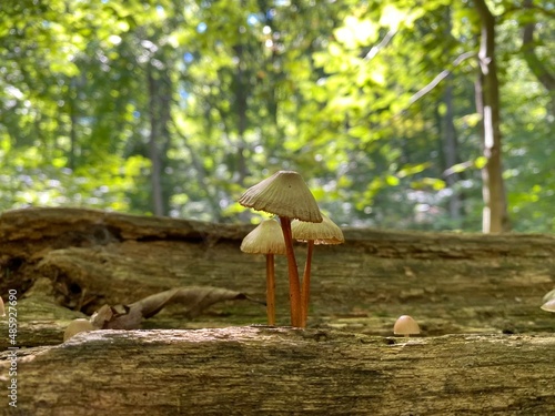 mushroom in a log