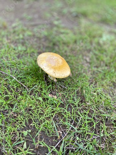 mushroom in the grass