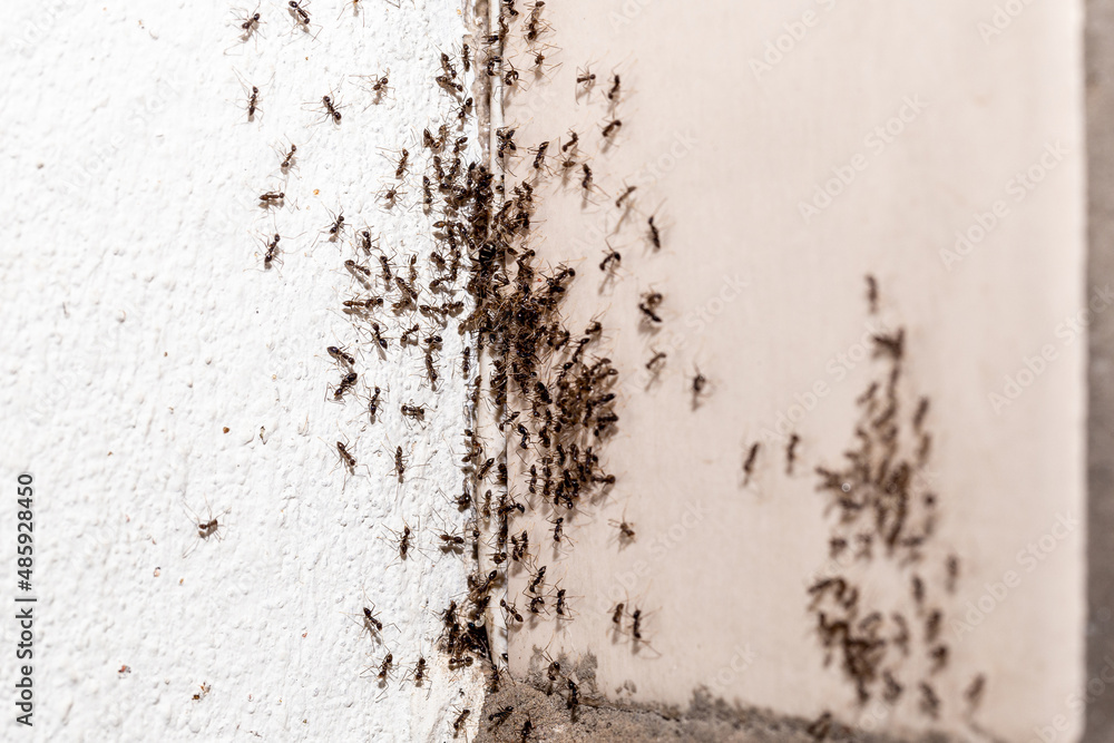 small ants coming out of a crack inside apartment, insect problem indoors, spot focus small ants coming out of a crack inside apartment, insect problem indoors, spot focus