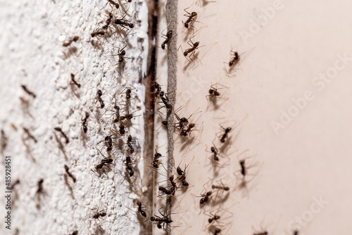 bugs on the wall, coming out through crack in the wall, sweet ant infestation indoors photo