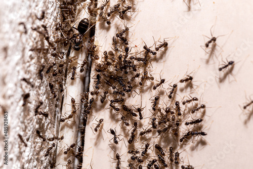 Foto ant infestation coming out of a hole in the wall, insects inside the house, need