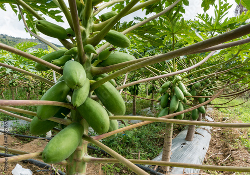 Dramatic image of a papaya plant with fruit ripening on the trees on a Caribbean farm in the mountains of the Dominican Republic.