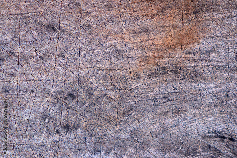 Fototapeta premium Cut Old Wood Texture