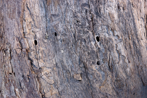 Old Wood Texture