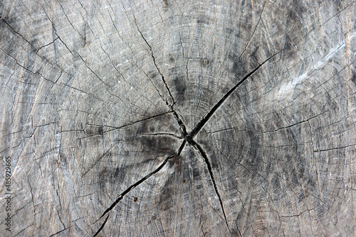 Cut Old Wood Texture