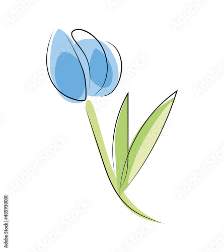 Niebieski tulipan