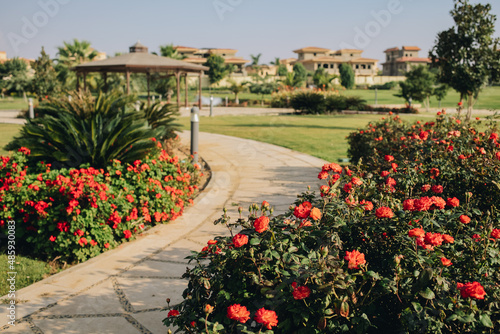 New Cairo, Egypt - 11.21.2021: Focus of blossom red rose bushes at garden of Madinaty at villas area