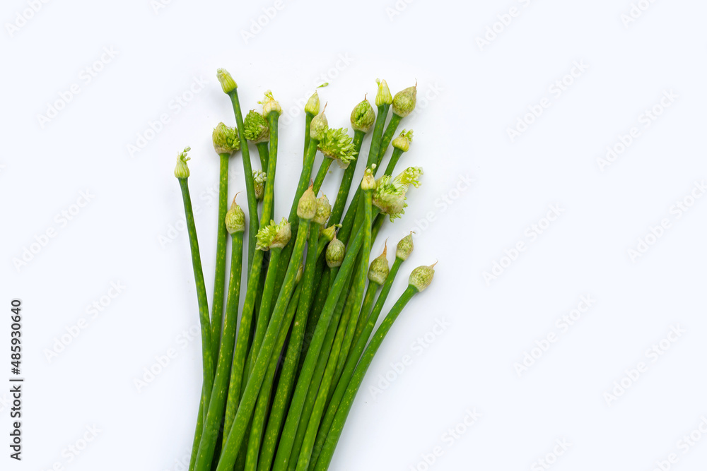 Fototapeta premium Chives flower or Chinese Chive on white
