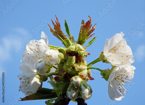 kwitnąca czereśnia, Prunus avium	
