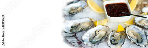 Banner oysters. panorama. Oyster with lemon and shell on white background - fresh oysters