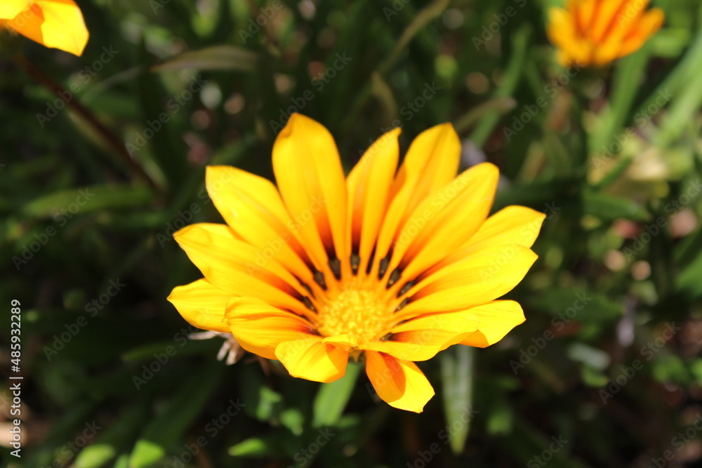 yellow flower yellow flower