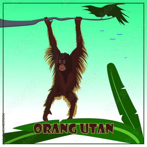 ILLUSTRATION OF ORANG UTAN. animal endemic from  indonesia. suitable for children book