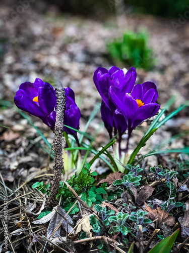 spring crocus flowers