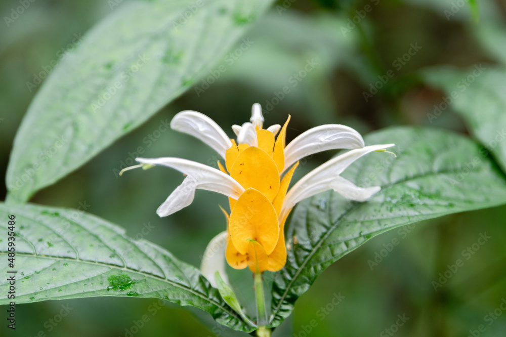 Obraz premium creative