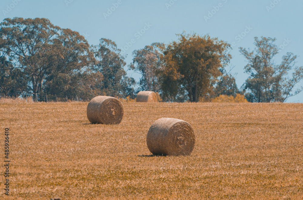 Panoramic view of hay bales in a Uruguayan farm field. Clear sky.