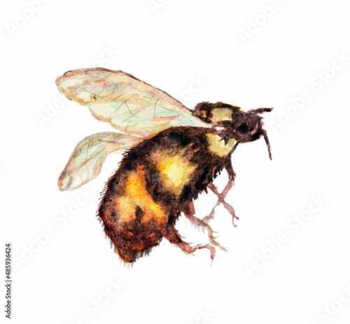 Watercolor bee on white background. Hand drawing.