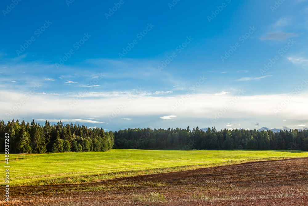 Young winter cereals sown in autumn, near a harvested potato field. Young winter cereals sown in autumn, near a harvested potato field.