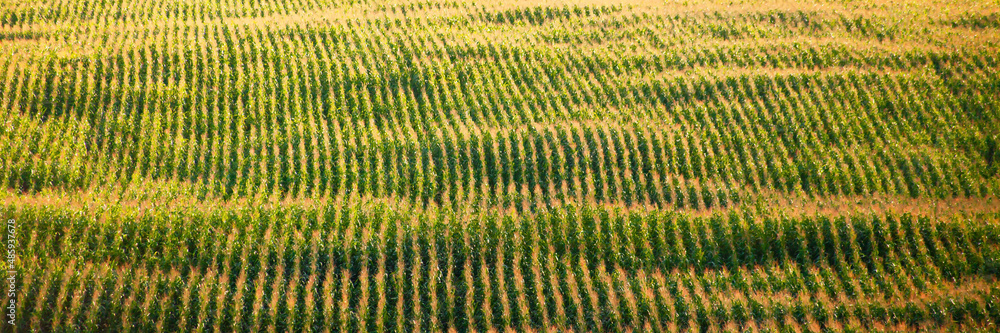 Agricultural corn field extending to the horizon. Agricultural corn field extending to the horizon.