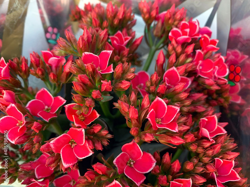 Kalanchoe blossfeldiana beautiful ornamental plant photo