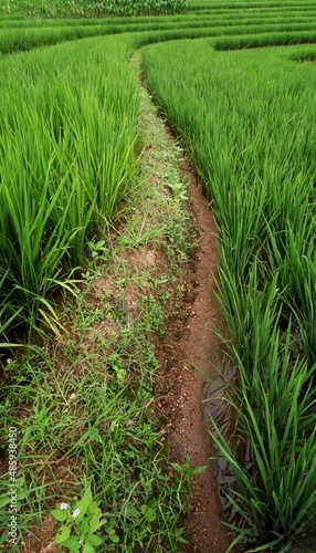 Beautiful Terraced Green Rice Field in Metro, Lampung, Indonesia. Wonderful Indonesia Landscape. Beautiful Green Background
