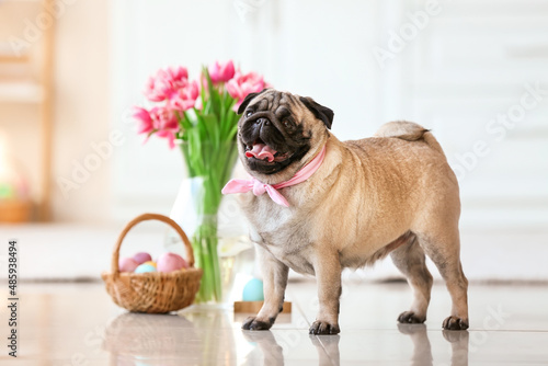 Funny pug dog in kitchen on Easter eve