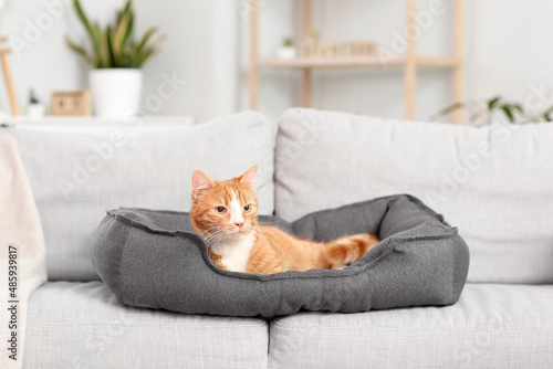 Cute red cat lying in pet bed on sofa