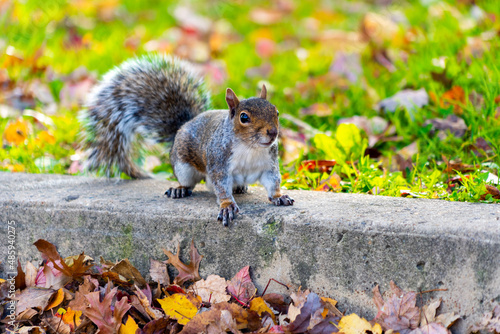 squirrel in the park