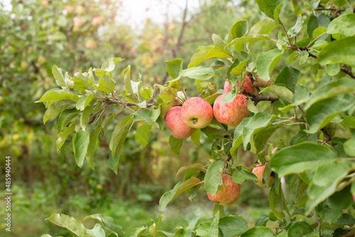Close-up of juicy red apples on a branch on a tree in an orchard. garden summer background, copy space