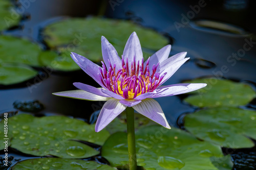 A lotus flower emerges from an ornamental pond garden 