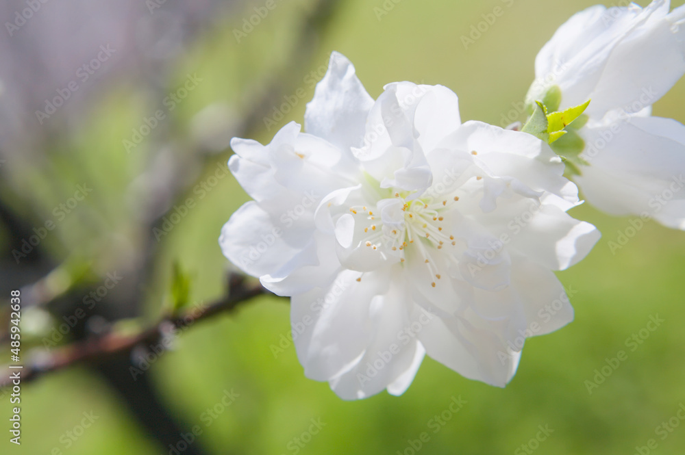 純白の桜をクローズアップ
