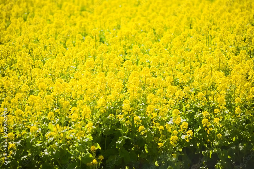 一面に咲く満開の菜の花 一面に咲く満開の菜の花