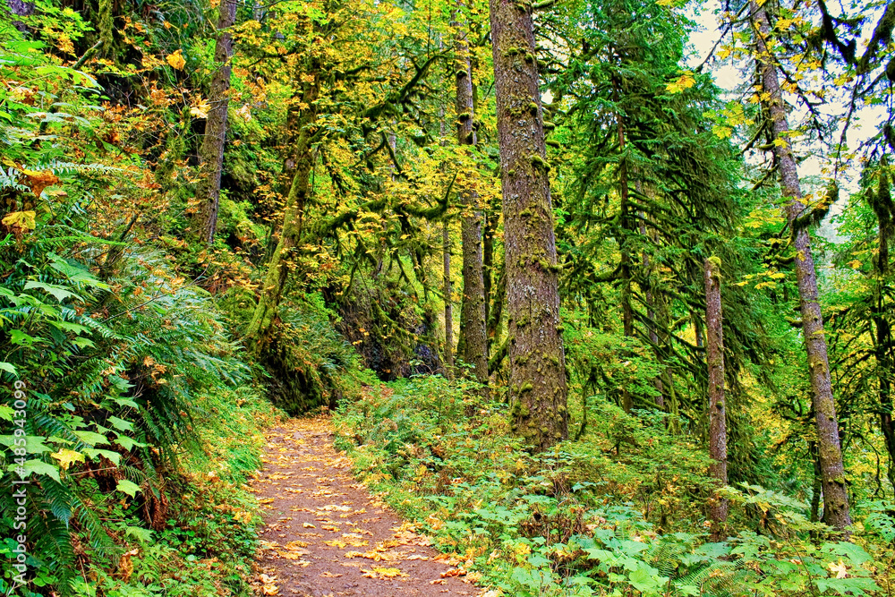 Forest footpath in beautiful autumn day. Silver Falls State Park in Oregon Forest footpath in beautiful autumn day. Silver Falls State Park in Oregon