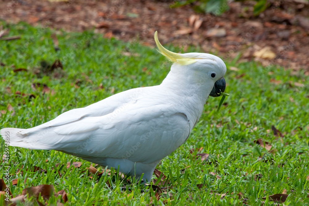 Sydney Australia, sulphur-crested cockatoo on garden lawn Sydney Australia, sulphur-crested cockatoo on garden lawn
