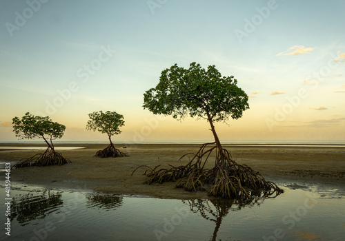 The lonely Mangrove Tree