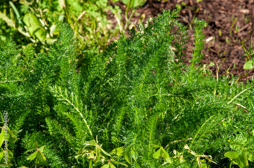 Sydney Australia  green feathery leaves of a achillea millefolium or yarrow plant in garden