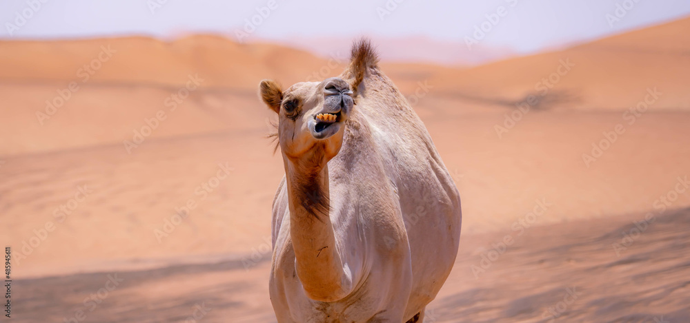 Dromedary in the desert munching
