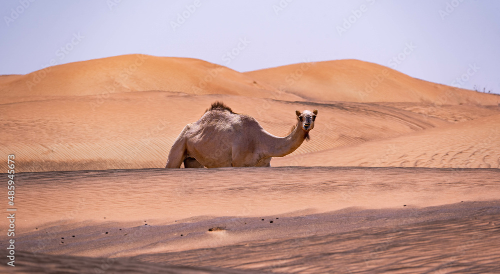 Dromedary in the desert munching