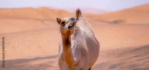Obraz na płótnie Dromedary in the desert munching w salonie