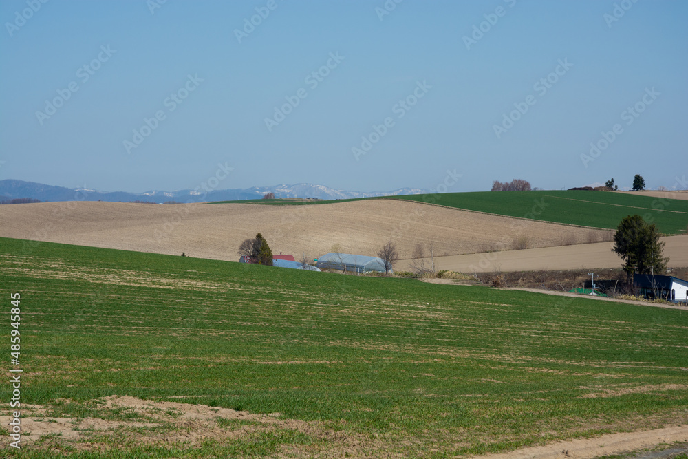 Obraz premium 春の丘陵地帯の緑の麦畑 