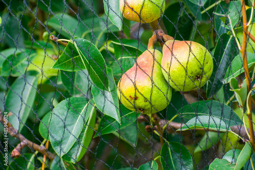 Delicious organic pears protected from birds by a black net. Production in harmony with nature