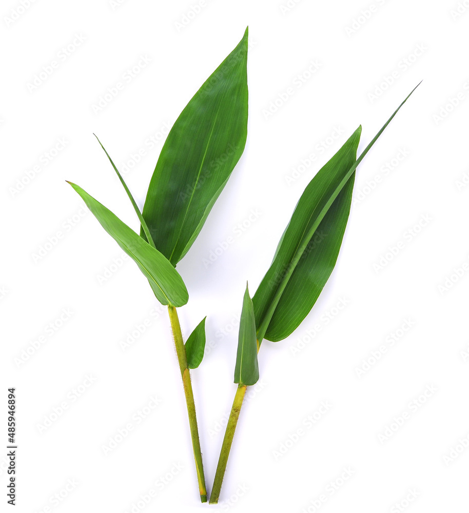 Obraz premium Bamboo leaves isolated on white background.