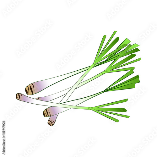 clip art of lemon grass with cartoon design,vector illustration